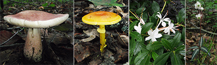 Mushrooms, Azalea, Wintergreen