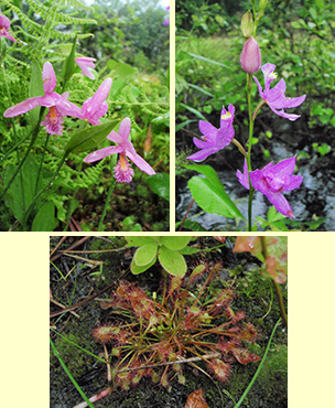 Calipogon and Rose Pogonia Orchids, Sundew