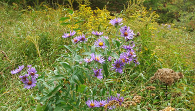 Asters and Goldenrod