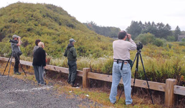 Birders scan bean field