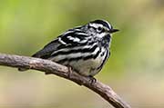 Black and White Warbler