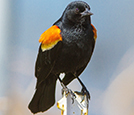 Red-wing blackbird