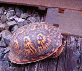 Box turtle