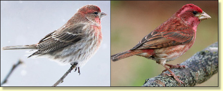 House or Purple finch