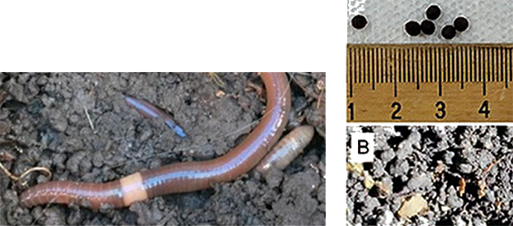 Asian Jumping worm with cocooons and soil texture