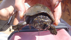 Musk Turtle