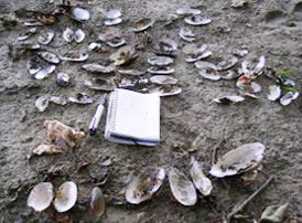 Mussel shells on river bank