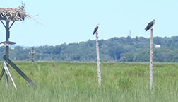 Ospreys Lyme, CT 2017