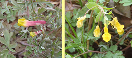 Pale And Yellow Corydalis