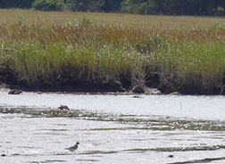 Semi-palmated Plovers