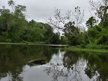 Mattabeseck Audubon Society Trip Reports