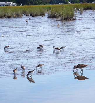 shore birds