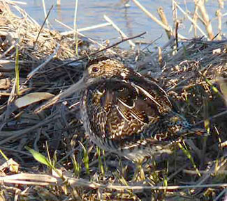 Snipe (Larry Nichols)