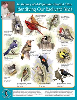 Colour Picture Singapore Bird on Gallery   Bird Identification By Color