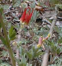 Columbine & Pale Corydalis