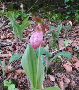 Ladyslipper