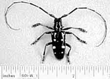 Invasive Longhorn beetle