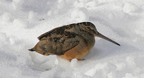 Woodcock Carrie Conrad