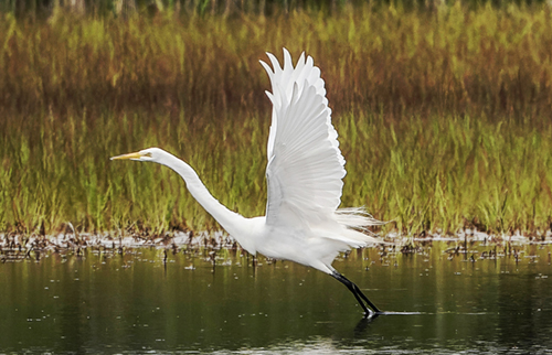 Great Egret Hammonassett