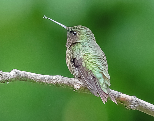 Hummingbird with insect