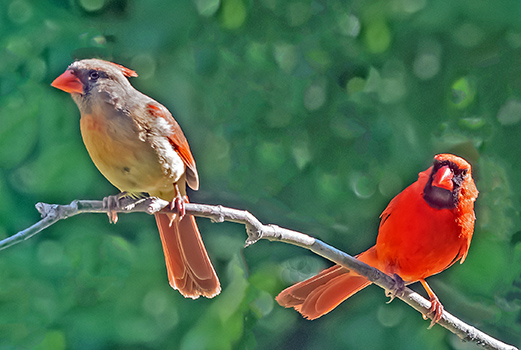 Northern cardinals, female & make