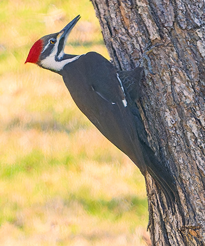 Pileated Woodpecker